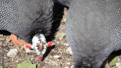 Group of Pearl hen in poultry farm. A flock of free range Domestic guineafowl searching for food. Helmeted guineafowl birds farm in a village. Numida meleagris, pintades or gleanies.  photo