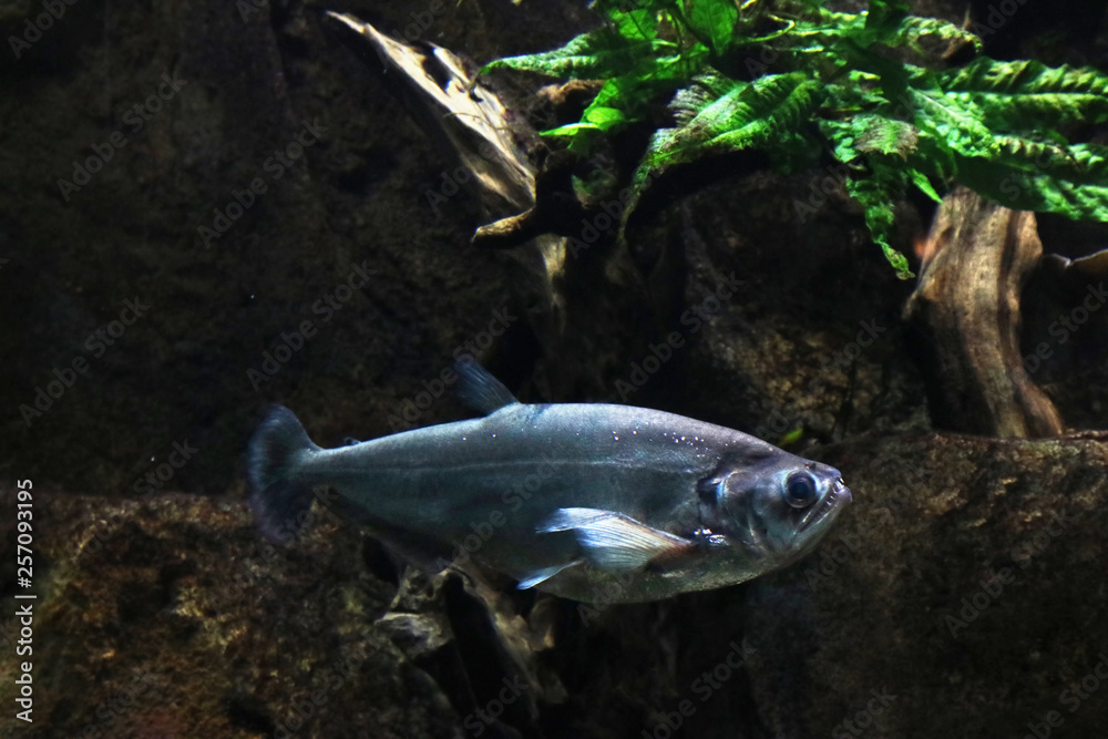 Brilliant fish swimming under water in a wild river as a backdrop Brilliant fish swimming under water in a wild river as a backdrop