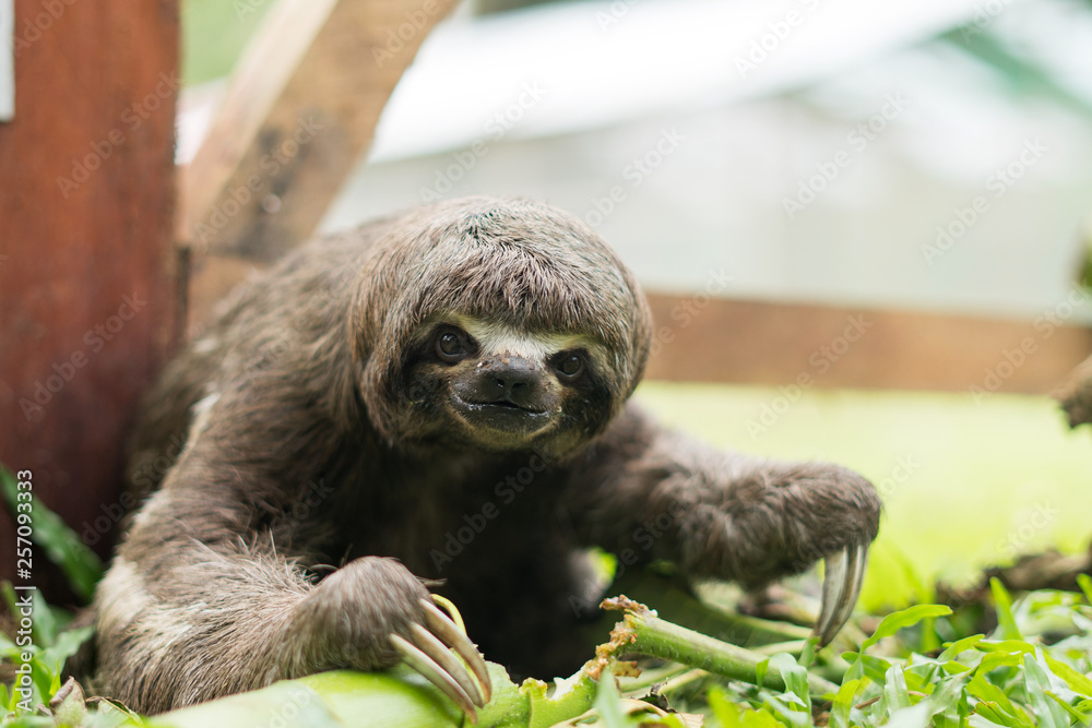 Sloth looking at the camera Sloth looking at the camera