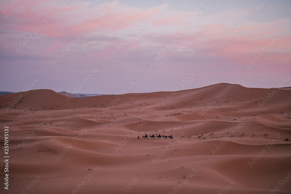 A caravan walking in the endless expanse of the Sahara in Morocco at sunset.