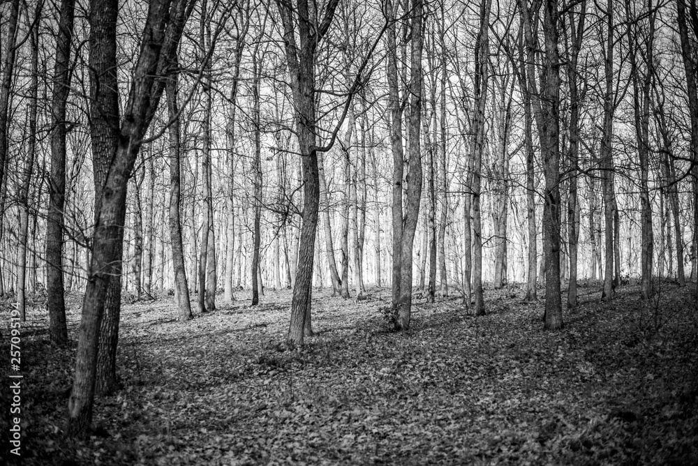 Fototapeta premium Forest