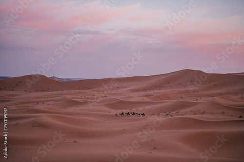 A caravan walking in the endless expanse of the Sahara in Morocco at sunset.