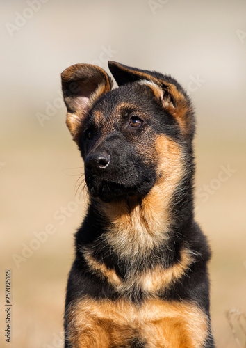 german shepherd puppy outdoors