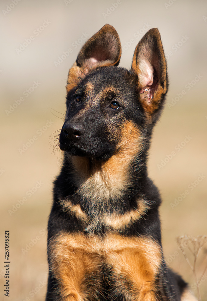 german shepherd puppy outdoors german shepherd puppy outdoors