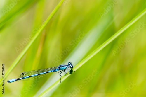 Blue damselfly resting a blade of grass with open space