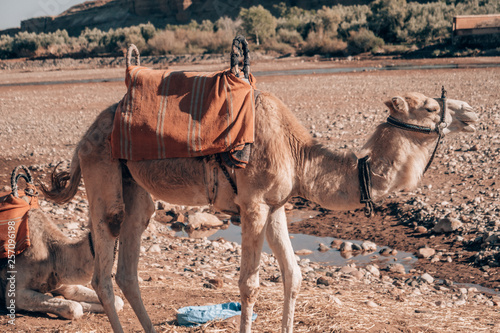 Two camels in moroccan surroundings.