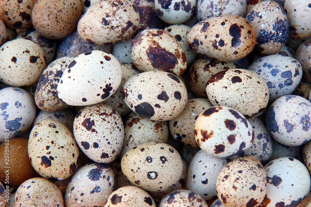 quail eggs on white background quail eggs on white background