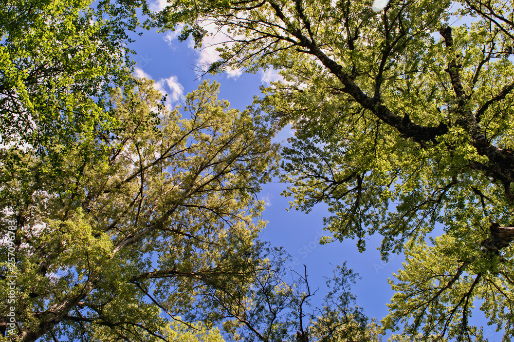 High tops of spring trees against the blue sky and clouds, view of up High tops of spring trees against the blue sky and clouds, view of up