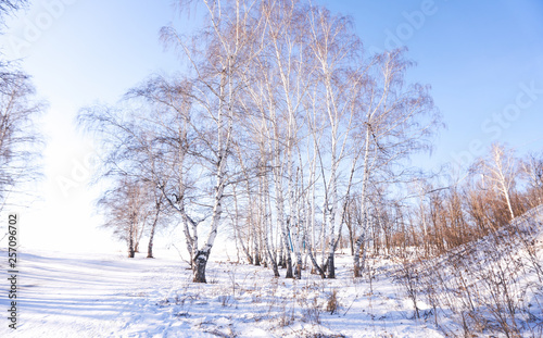 birch in winter forest