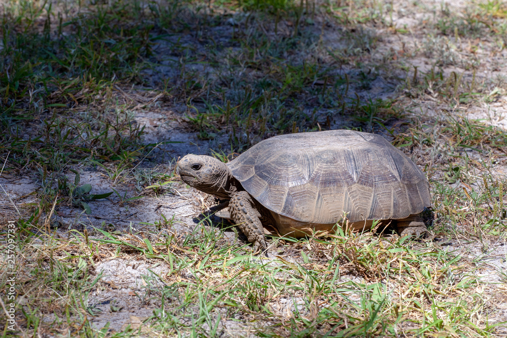 Fototapeta premium Gopher Tortoise
