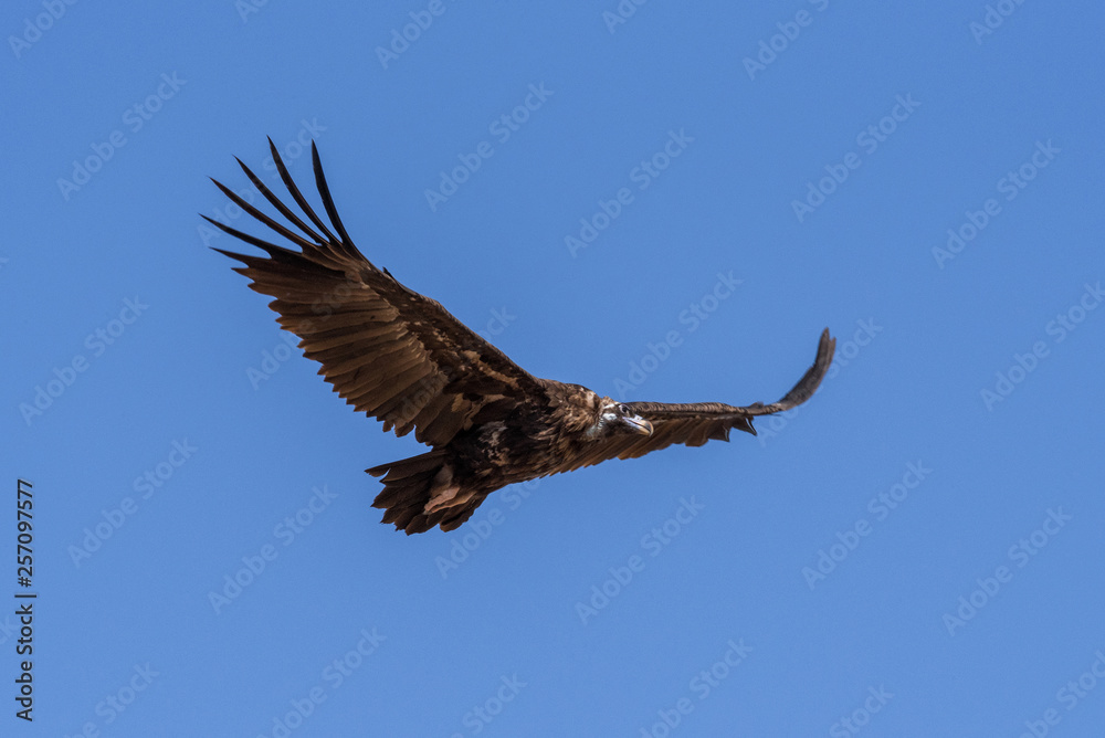 Fototapeta premium Cinereous vulture. The bird is flying and looking for prey. Chyornye Zemli (Black Lands) Nature Reserve, Kalmykia region, Russia.