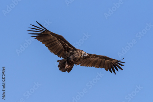 Cinereous vulture. The bird is flying and looking for prey. Chyornye Zemli (Black Lands) Nature Reserve, Kalmykia region, Russia.