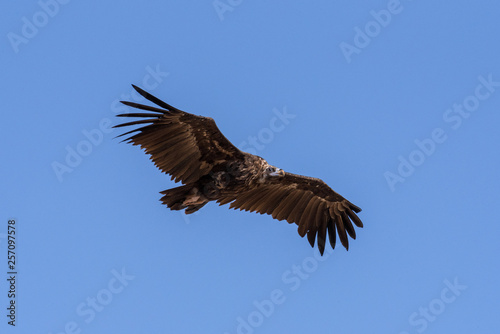 Cinereous vulture. The bird is flying and looking for prey. Chyornye Zemli  Black Lands  Nature Reserve  Kalmykia region  Russia.