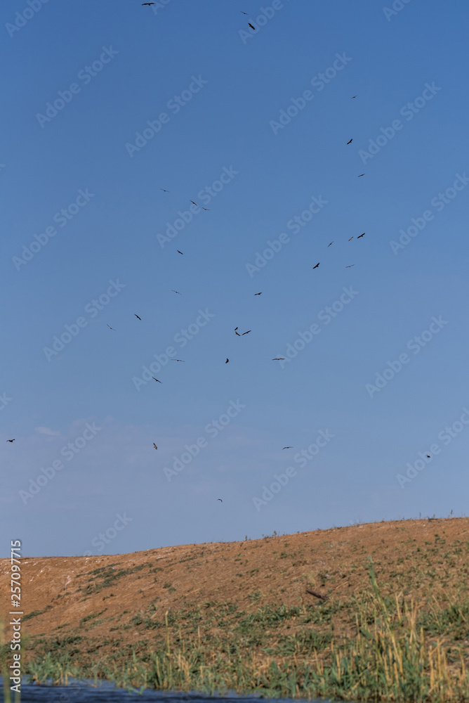 Cinereous vulture. A flock of birds flying in the air and looking out for prey. Chyornye Zemli (Black Lands) Nature Reserve, Kalmykia region, Russia. Cinereous vulture. A flock of birds flying in the air and looking out for prey. Chyornye Zemli (Black Lands) Nature Reserve, Kalmykia region, Russia.
