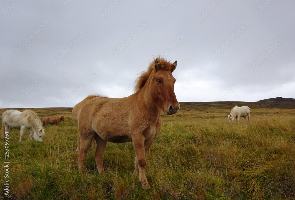 Friendly Icelandic Horses on a cloudy day Friendly Icelandic Horses on a cloudy day