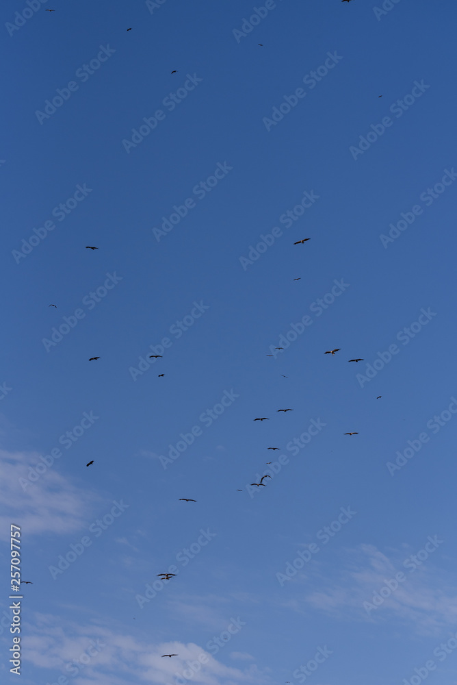 Cinereous vulture. A flock of birds flying in the air and looking out for prey. Chyornye Zemli (Black Lands) Nature Reserve, Kalmykia region, Russia.