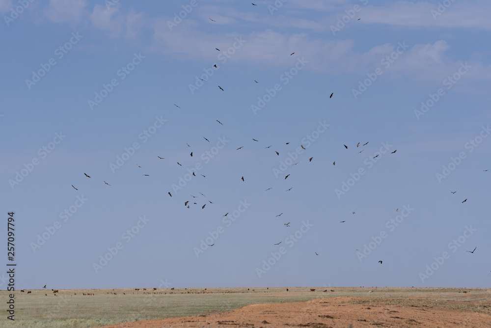 Cinereous vulture. A flock of birds flying in the air and looking out for prey. Chyornye Zemli (Black Lands) Nature Reserve, Kalmykia region, Russia. Cinereous vulture. A flock of birds flying in the air and looking out for prey. Chyornye Zemli (Black Lands) Nature Reserve, Kalmykia region, Russia.