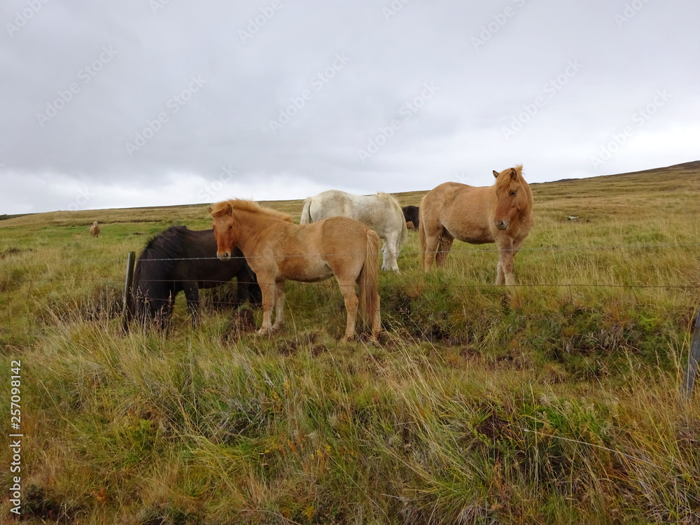 Friendly Icelandic Horses on a cloudy day Friendly Icelandic Horses on a cloudy day