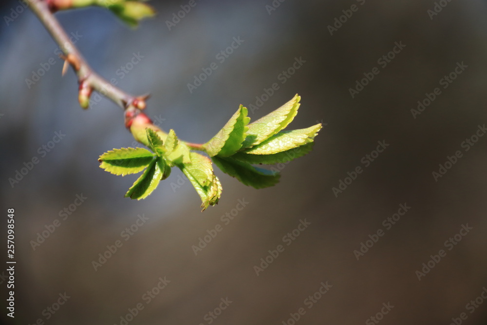 Frische Blatttriebe und Knospen im Frühjahr Frische Blatttriebe und Knospen im Frühjahr