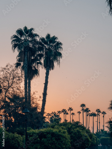 Palm Trees while sunset © SmallWorldProduction
