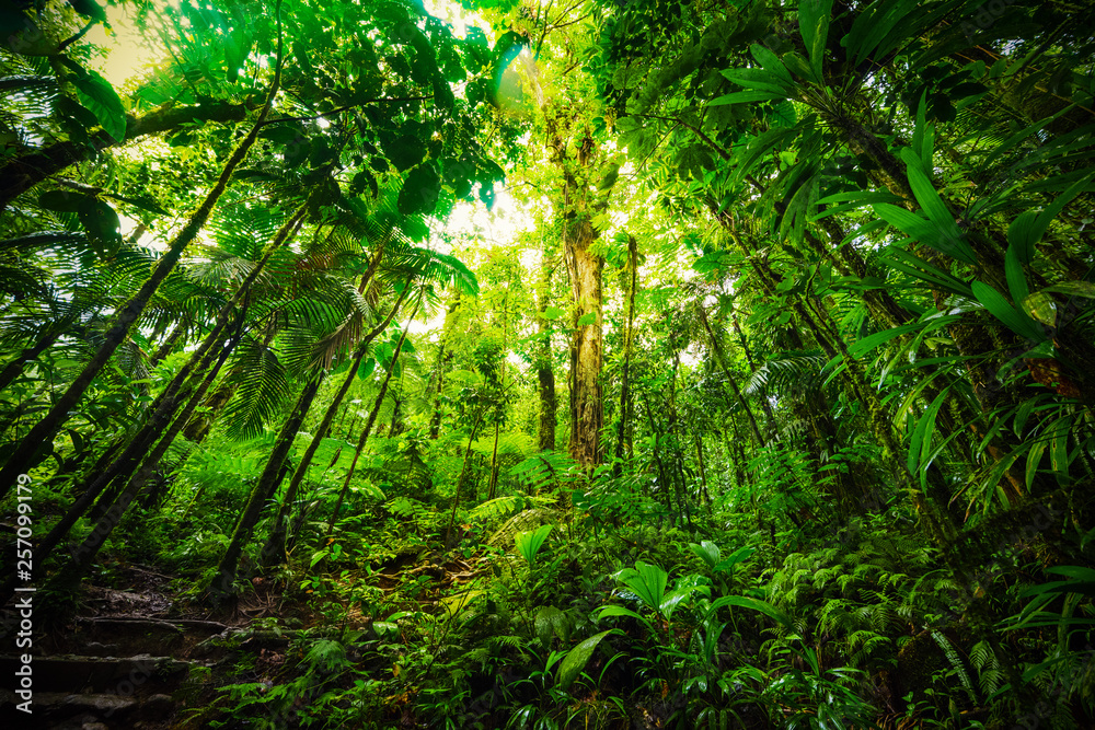 Fototapeta premium Tall plants in Basse Terre jungle in Guadeloupe