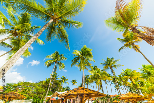Coconut palm trees over wooden huts in Guadeloupe