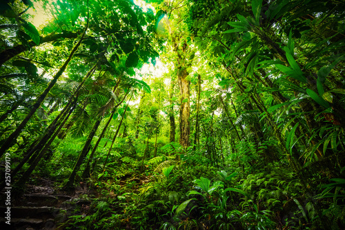 Fototapeta Naklejka Na Ścianę i Meble -  Tall plants in Basse Terre jungle in Guadeloupe