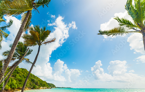 Coconut palm trees in Pointe de la Saline beach in Guadeloupe