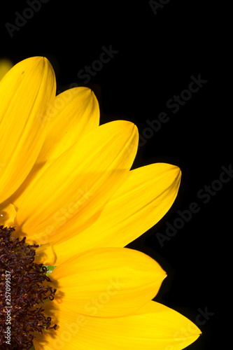 quarter slice of sunflower