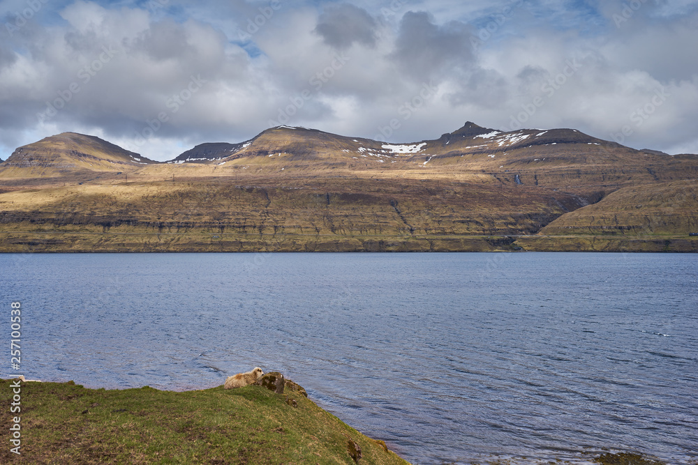 Landscape Picture of mountains without trees on island Vidoy from Bordoy in Faroe islands close to waterfall Fossa. Pasture or grazing land with primitive breed of faroese sheep taken in windy spring Landscape Picture of mountains without trees on island Vidoy from Bordoy in Faroe islands close to waterfall Fossa. Pasture or grazing land with primitive breed of faroese sheep taken in windy spring