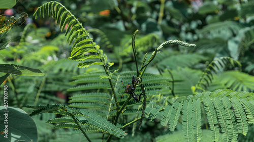 Black insect on fern flowers