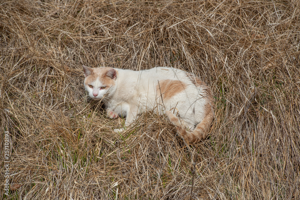 cat crouched cat crouched