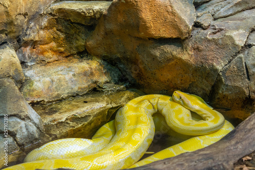 Yellow python on stones