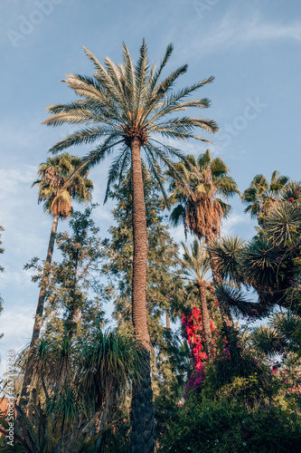 Jardin Majorelle the famous Yves Saint Laurent Garden in Marrakech, Morocco © SmallWorldProduction