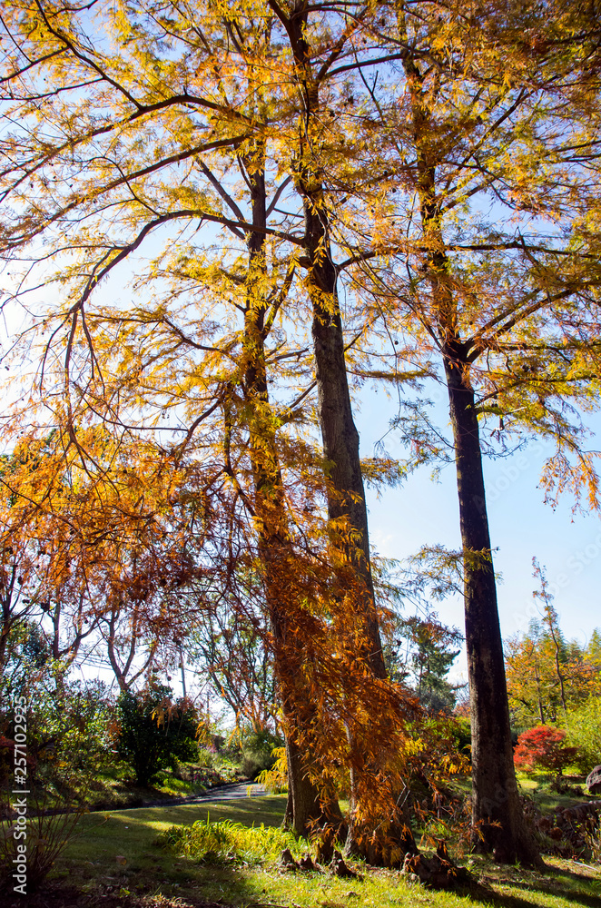 秋・紅葉する針葉樹