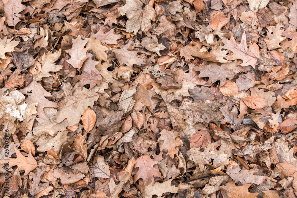 old leaves as a background