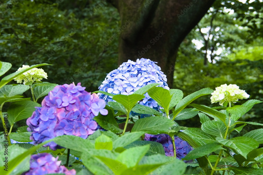 blue flowers in the garden