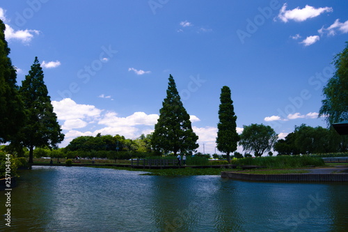 lake in deep forest