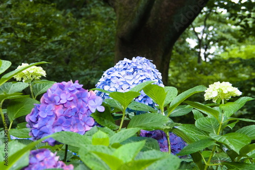 Obraz na płótnie blue flowers in the garden w salonie