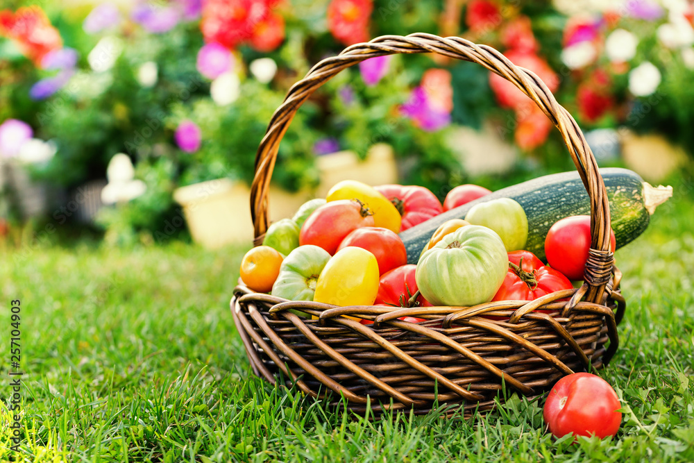 Vegetables in basket at the garden, outdoor Vegetables in basket at the garden, outdoor