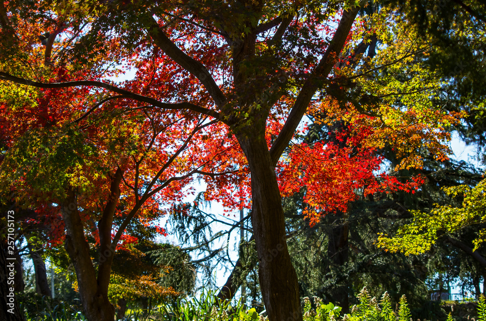 日本の秋・紅葉するイロハモミジ