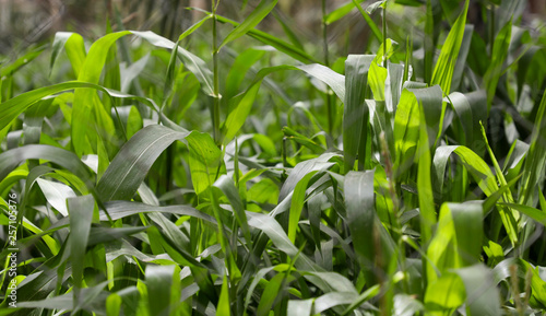 green fodder in Livestock nutrition