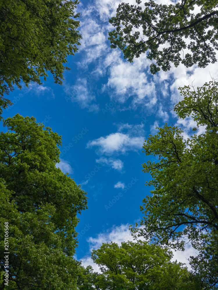 Blue sky with small white clouds through some beech trees in a forest Blue sky with small white clouds through some beech trees in a forest