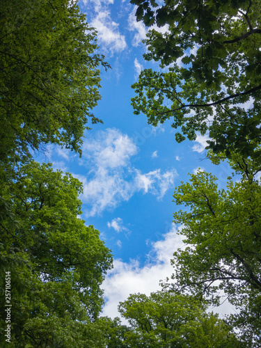 Blue sky with small white clouds through some beech trees in a forest