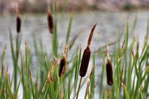 Cat Tails