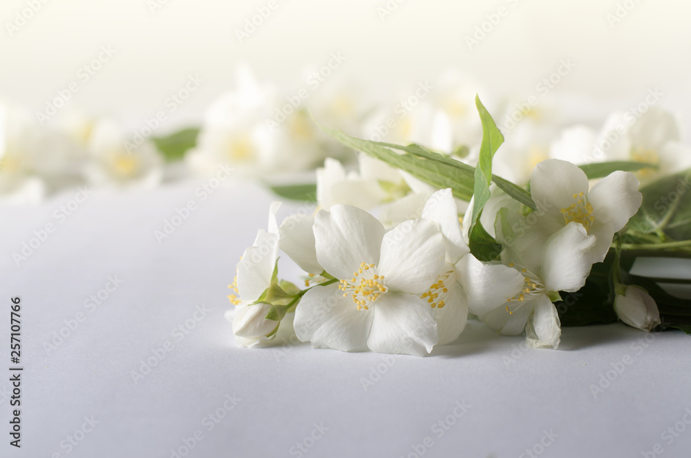 Beautiful doge rose flowers on a white background.