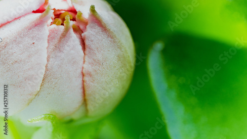 Kwiat blåmster flower macro makro mikro micro Hydrangea Hortensja 