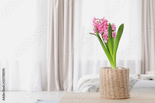 Beautiful hyacinth in wicker pot on table indoors, space for text. Spring flower