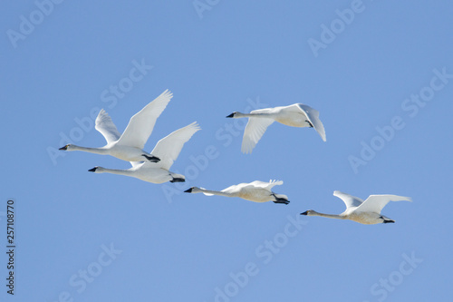Flock of whistling swans in the blue sky.