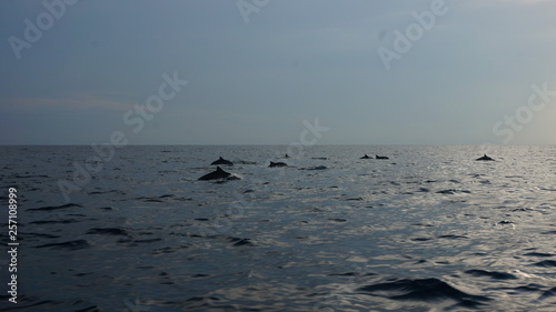 Dolphins swimming in the open water of the indian ocean